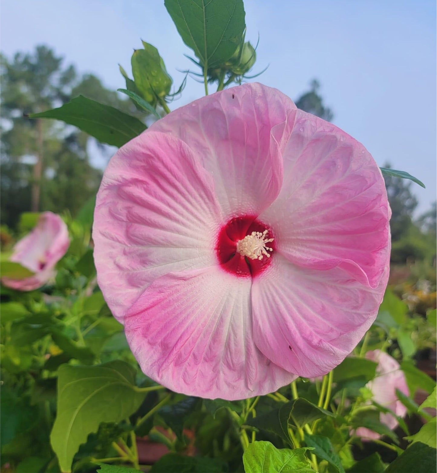 Hibiscus ‘Perennial’