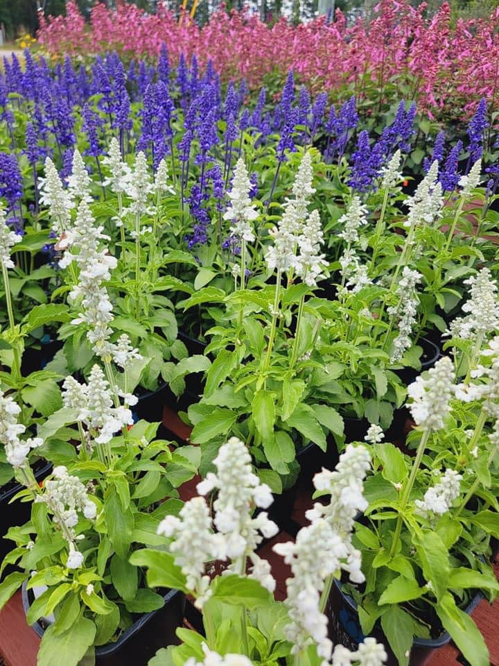 Blue Salvia