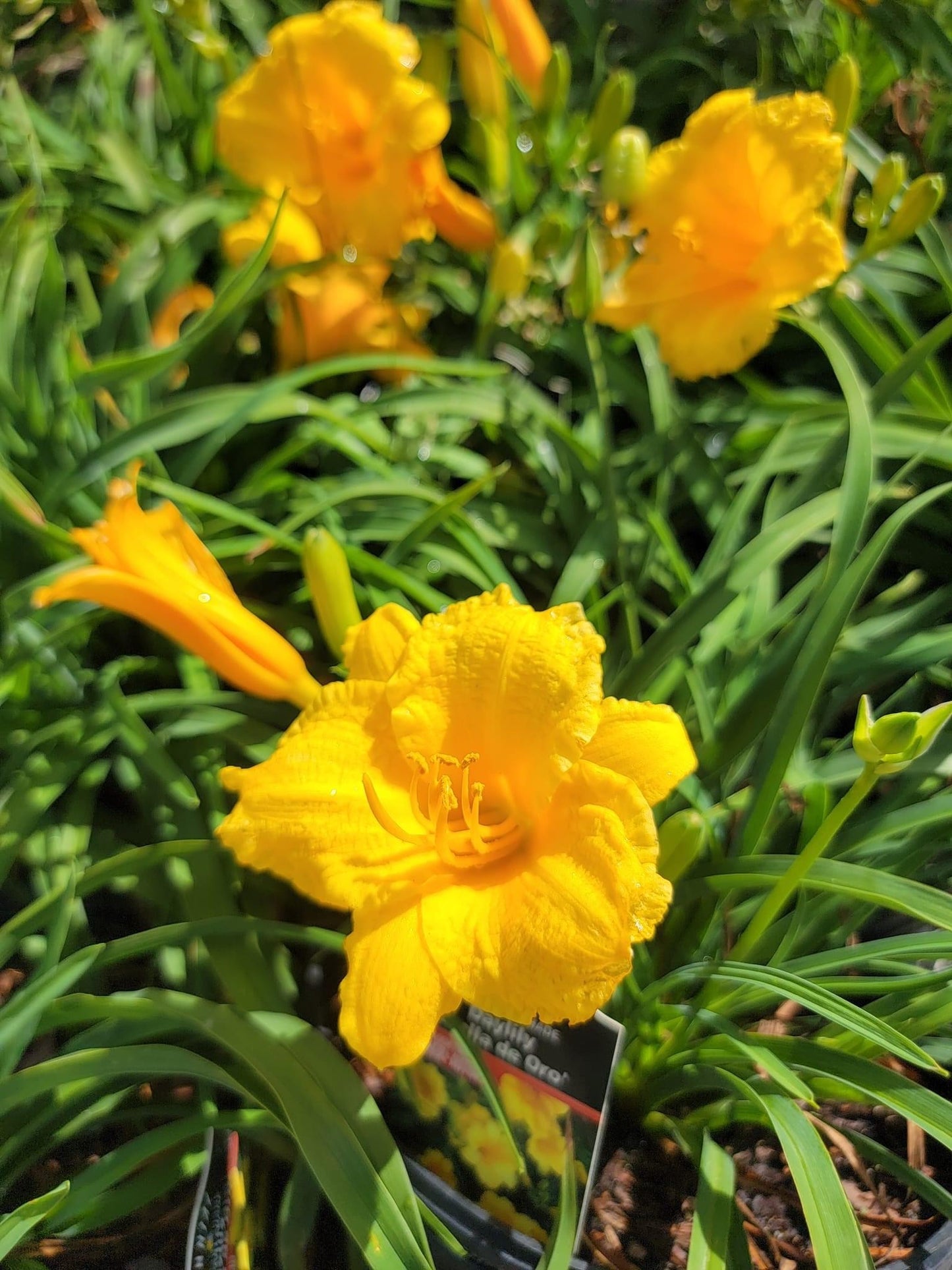 Daylily
