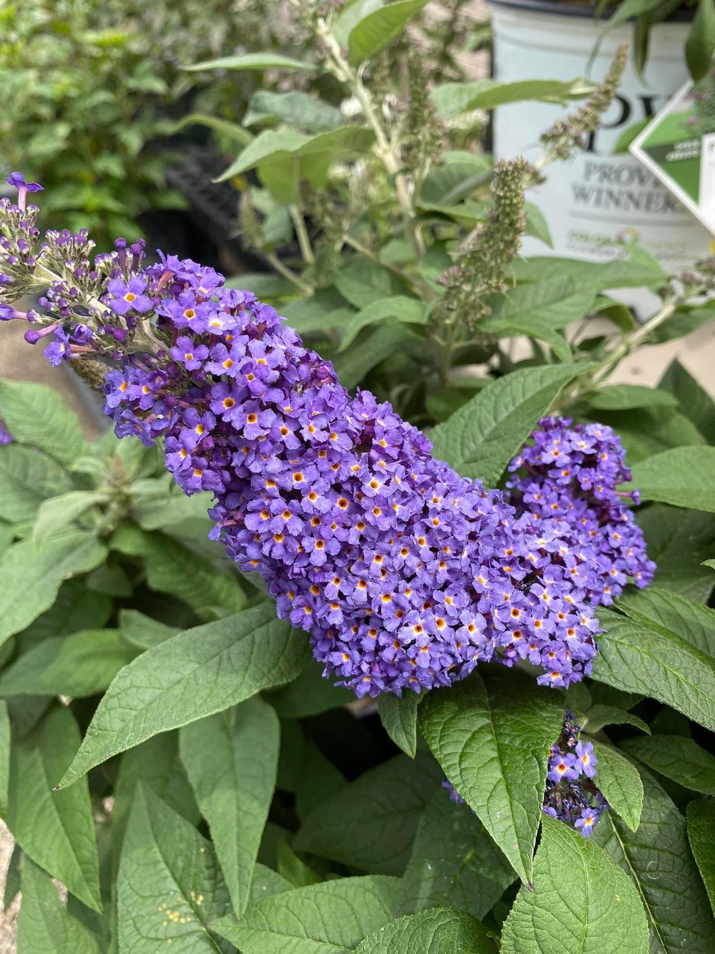 Butterfly Bush ‘Pugster Blue’