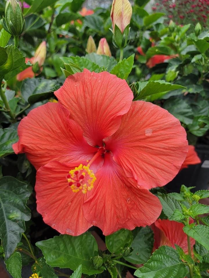 Tropical Hibiscus ‘rosa-sinensis’