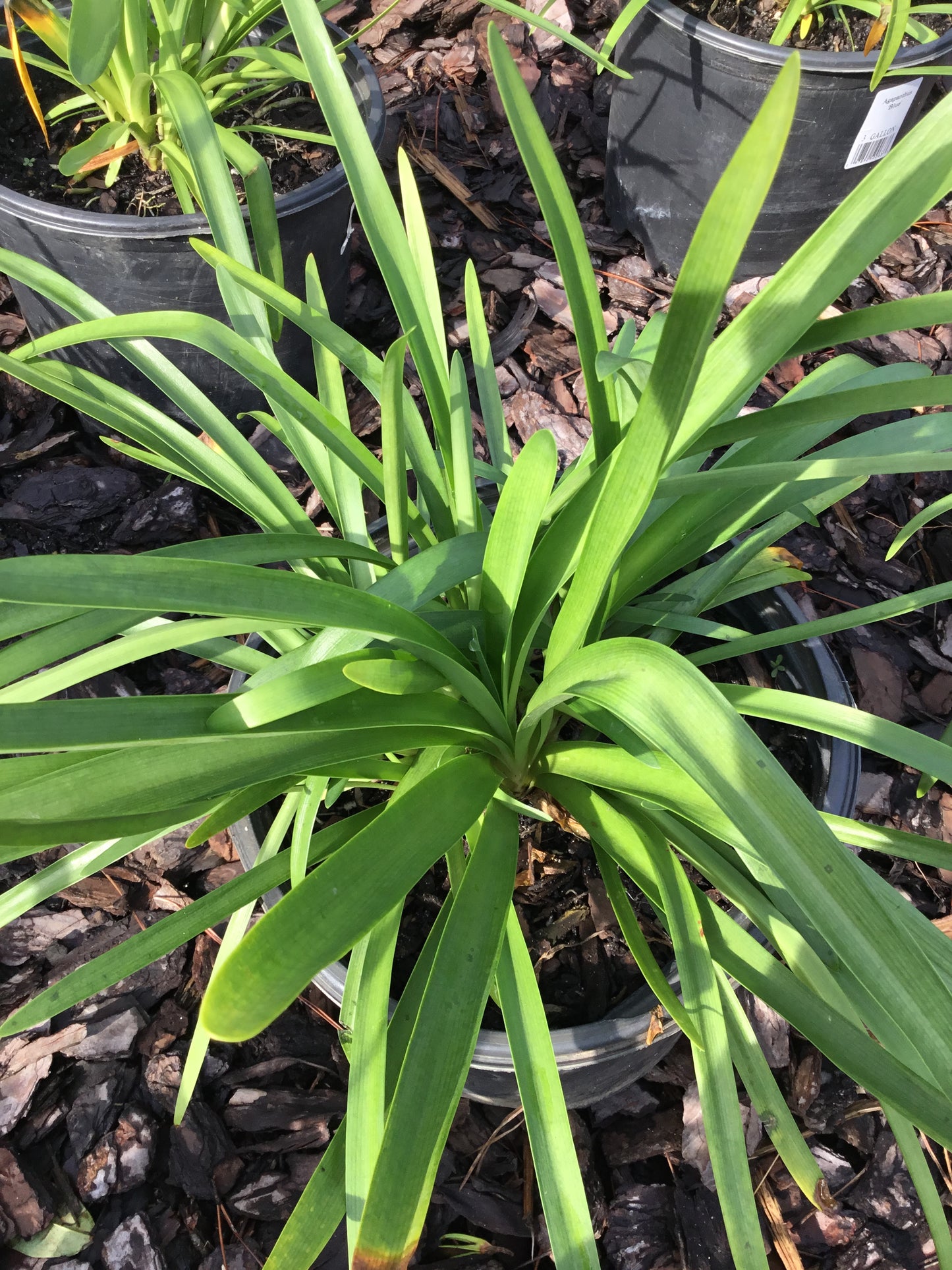 Blue Agapanthus