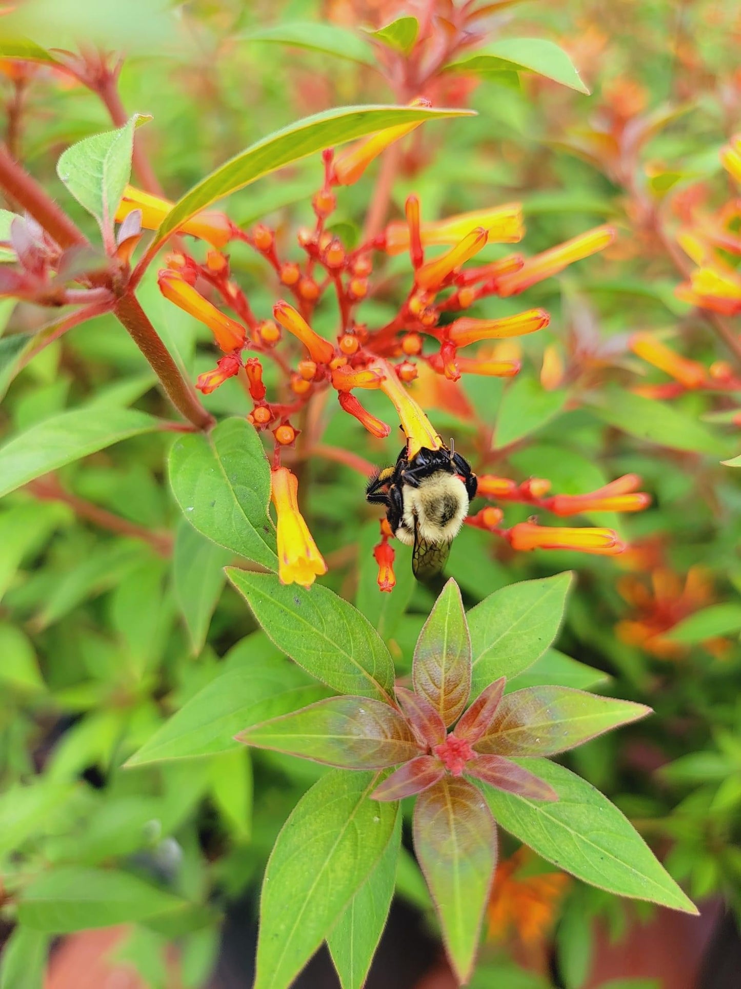 Hamelia Firebush