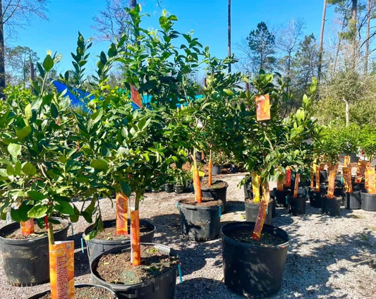 Tangerine Tree ‘Murcott’