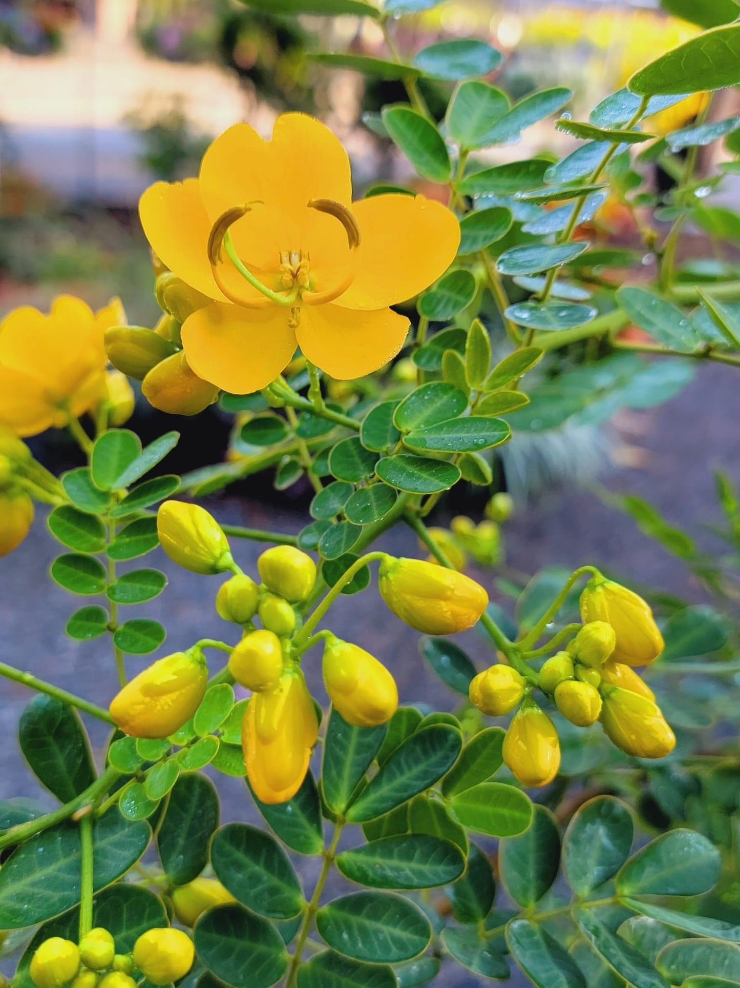 Cassia tree