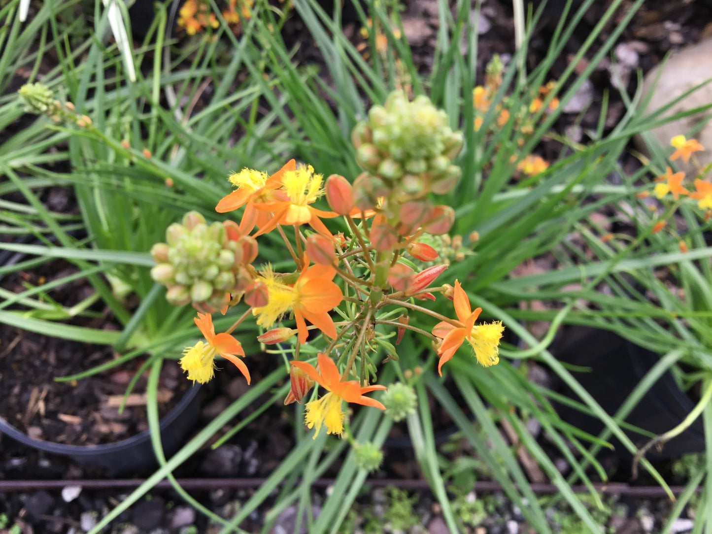 Bulbine Frutescens
