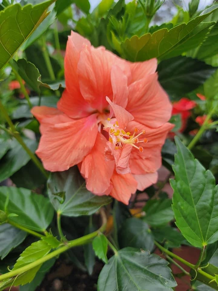 Tropical Hibiscus ‘rosa-sinensis’