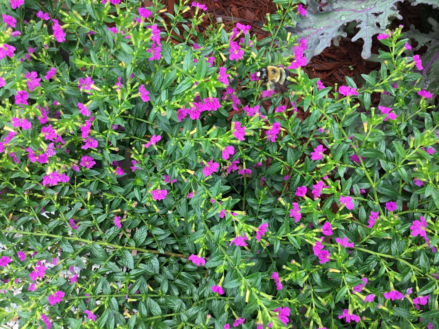 Mexican Heather