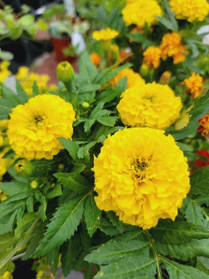 Marigolds