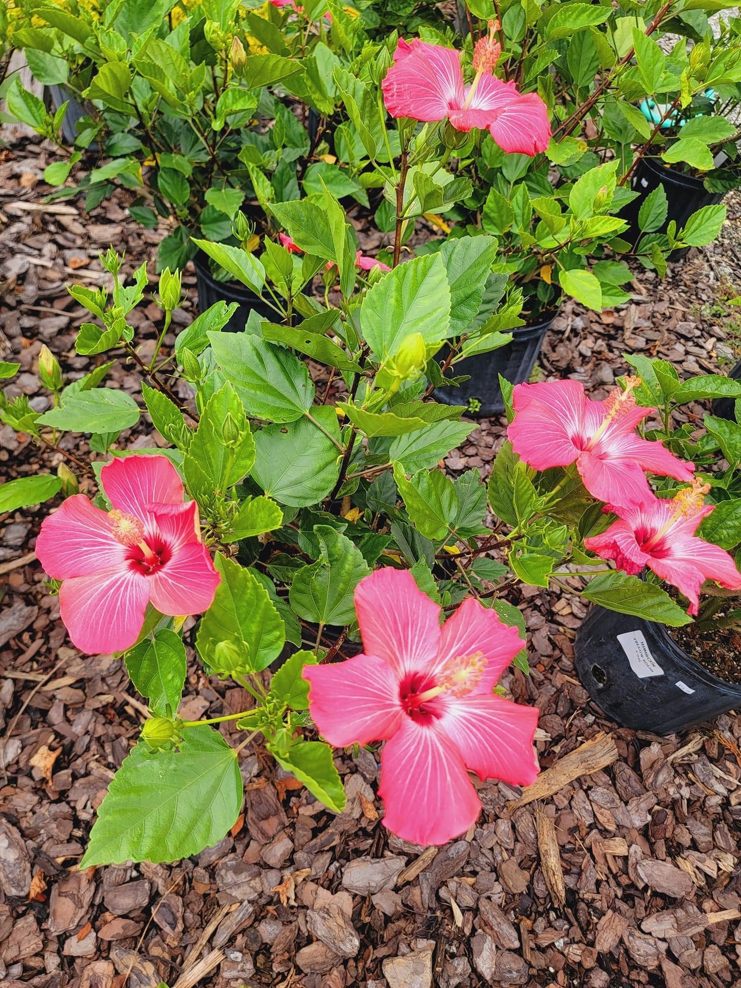 Tropical Hibiscus ‘rosa-sinensis’