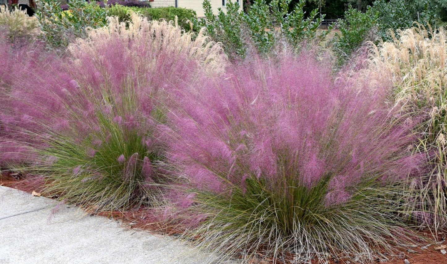 Pink muhly grass