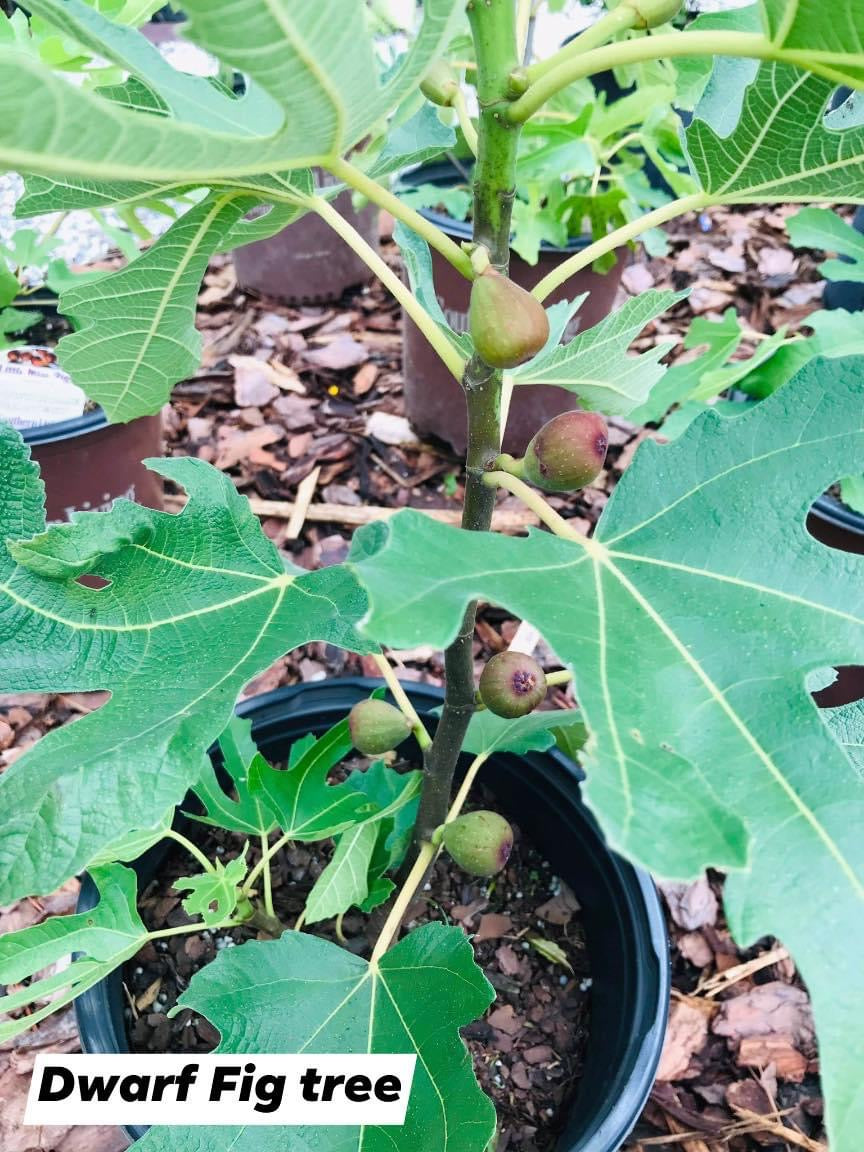 Fig Tree
