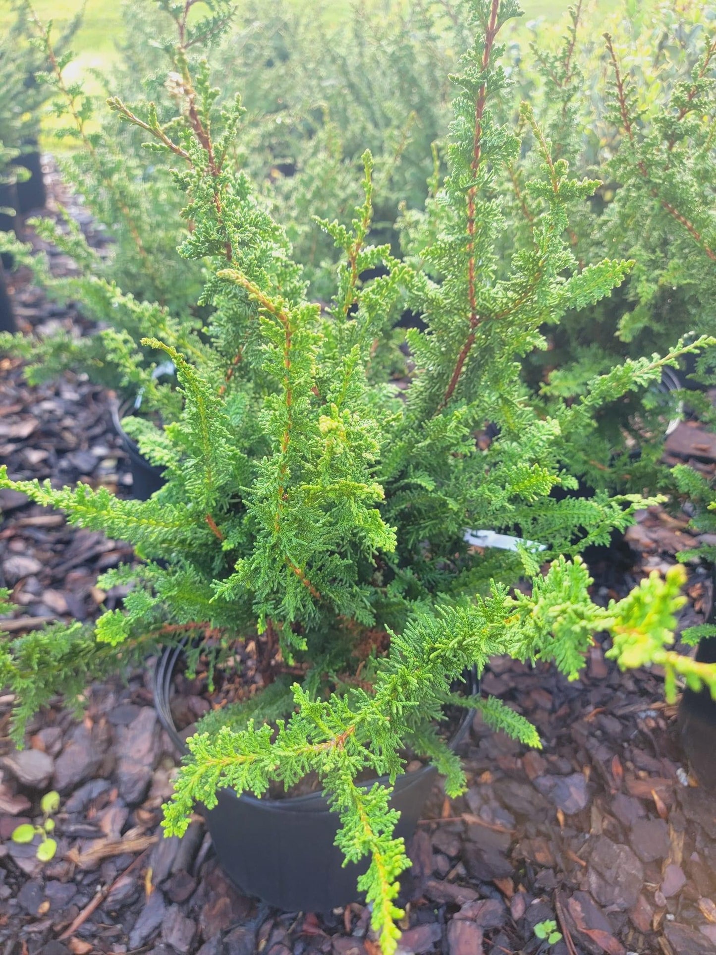 Chamaecyparis ‘Fernspray’