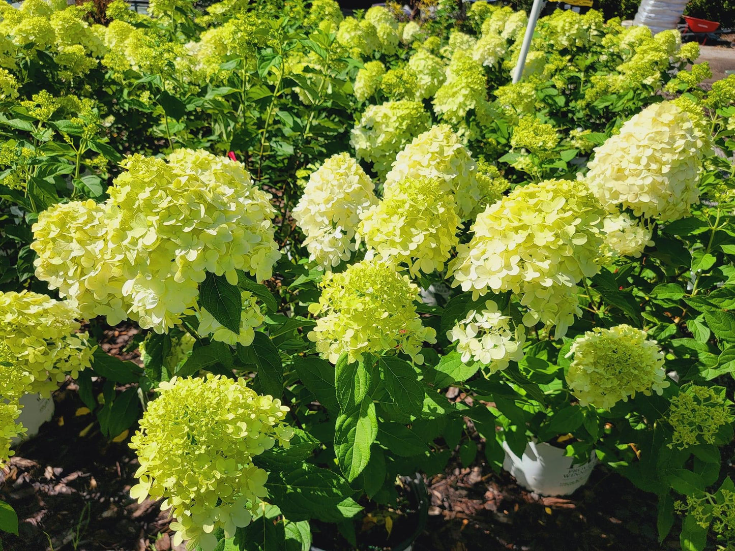 Limelight Hydrangea