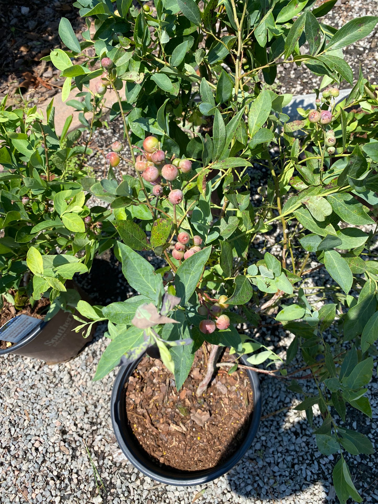 Blueberry Bush, Woodard