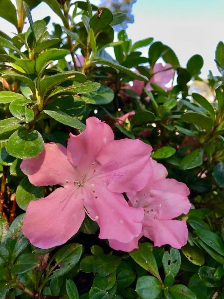 Azalea encore ’Debutante’