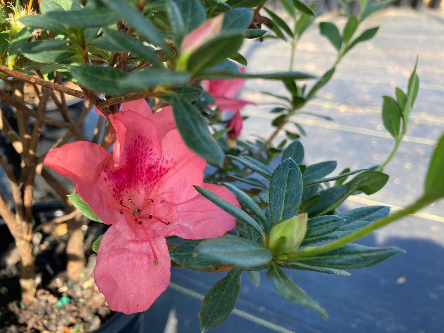 Azalea ‘Duc De Rohan’