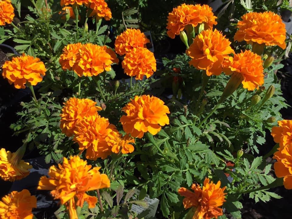 Marigolds