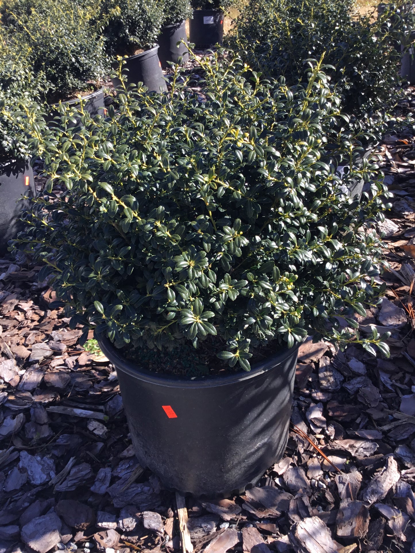 Holly Bush ‘Soft Touch’