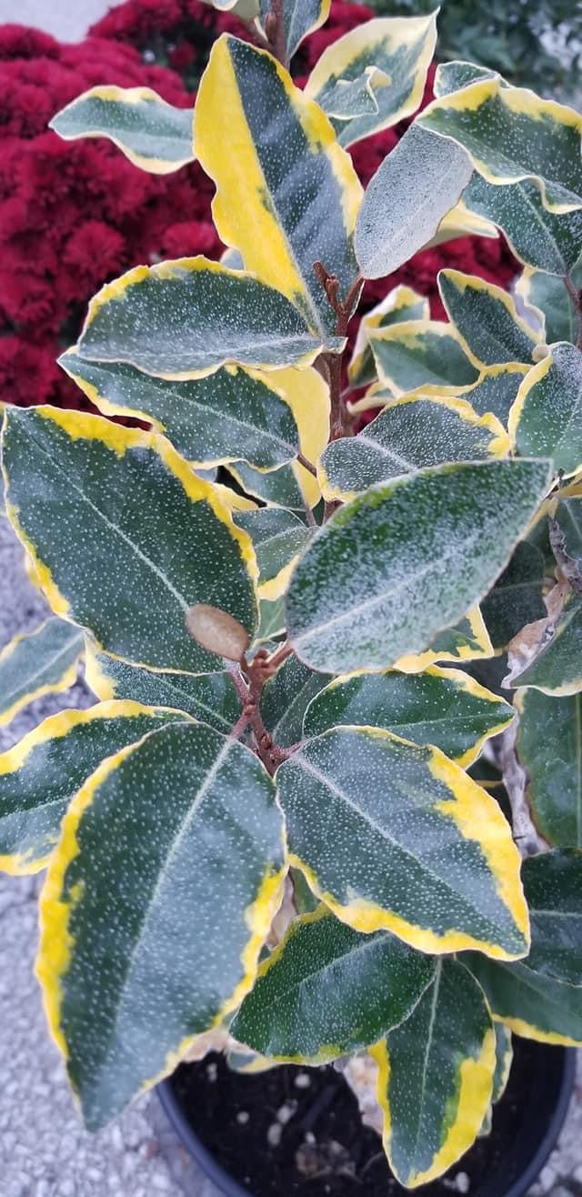 Eleagnus ‘Olive Martini’