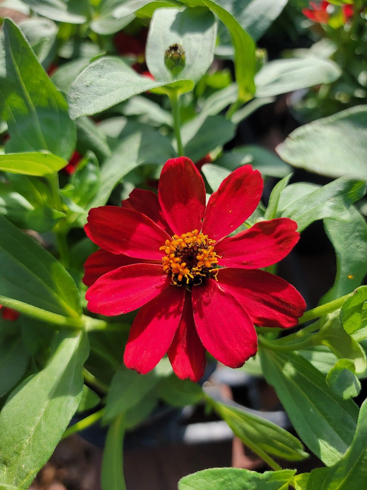 Zinnia