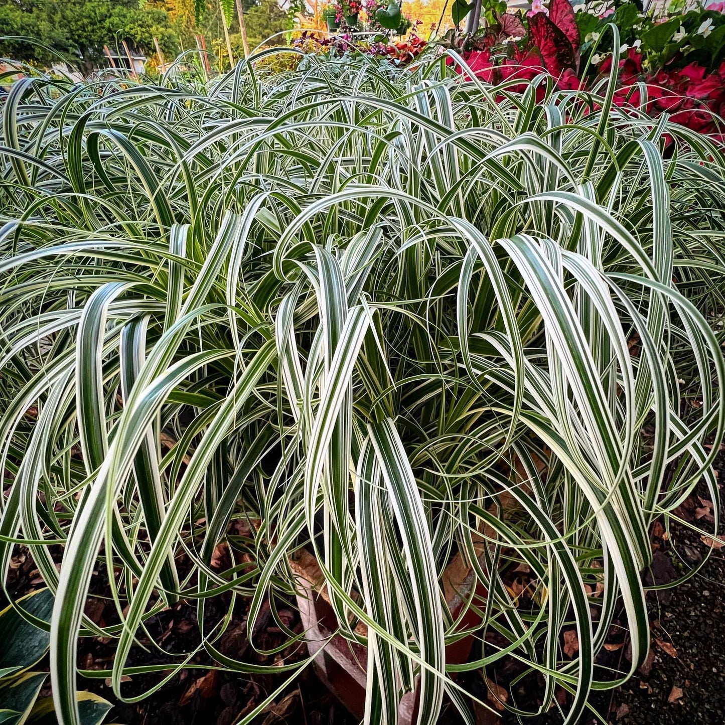 Variegated Carex Grass