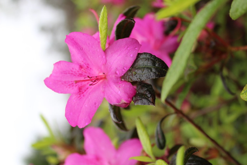 Azalea encore ‘Amethyst’