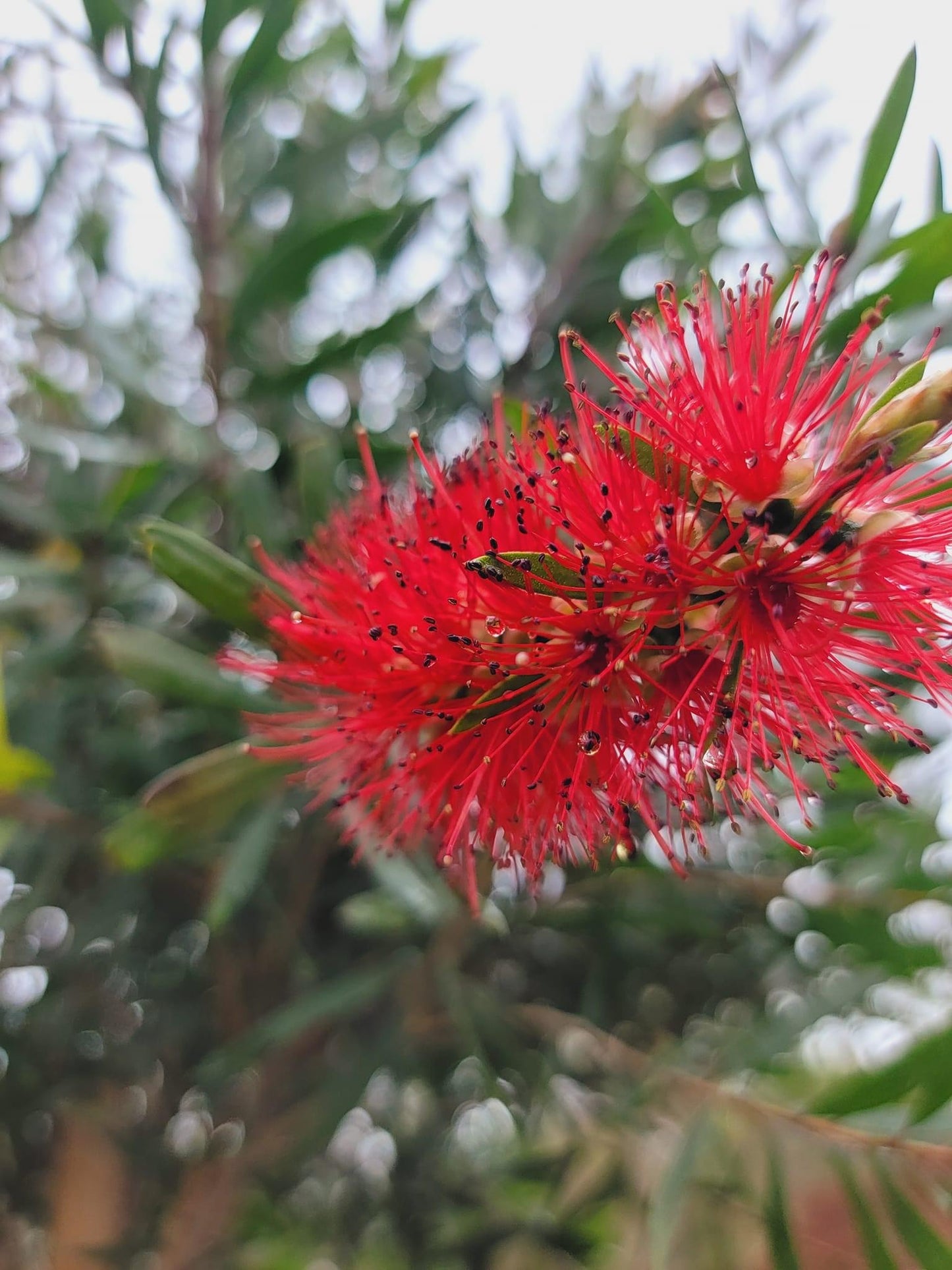 Bottlebrush Tree ‘Red Cluster’