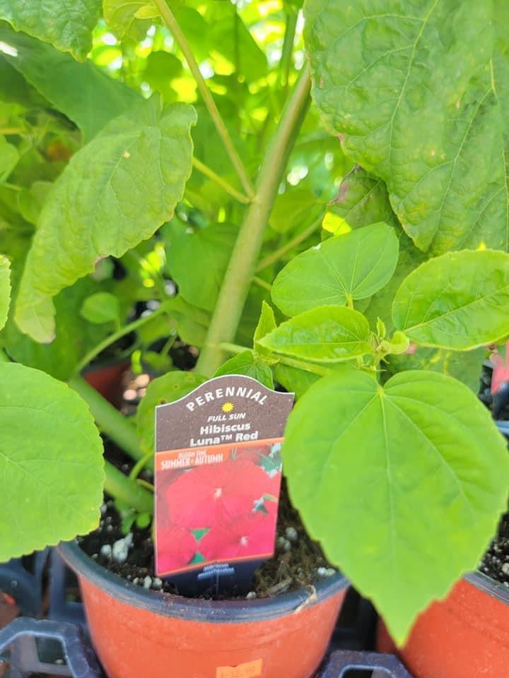 Hibiscus ‘Perennial’