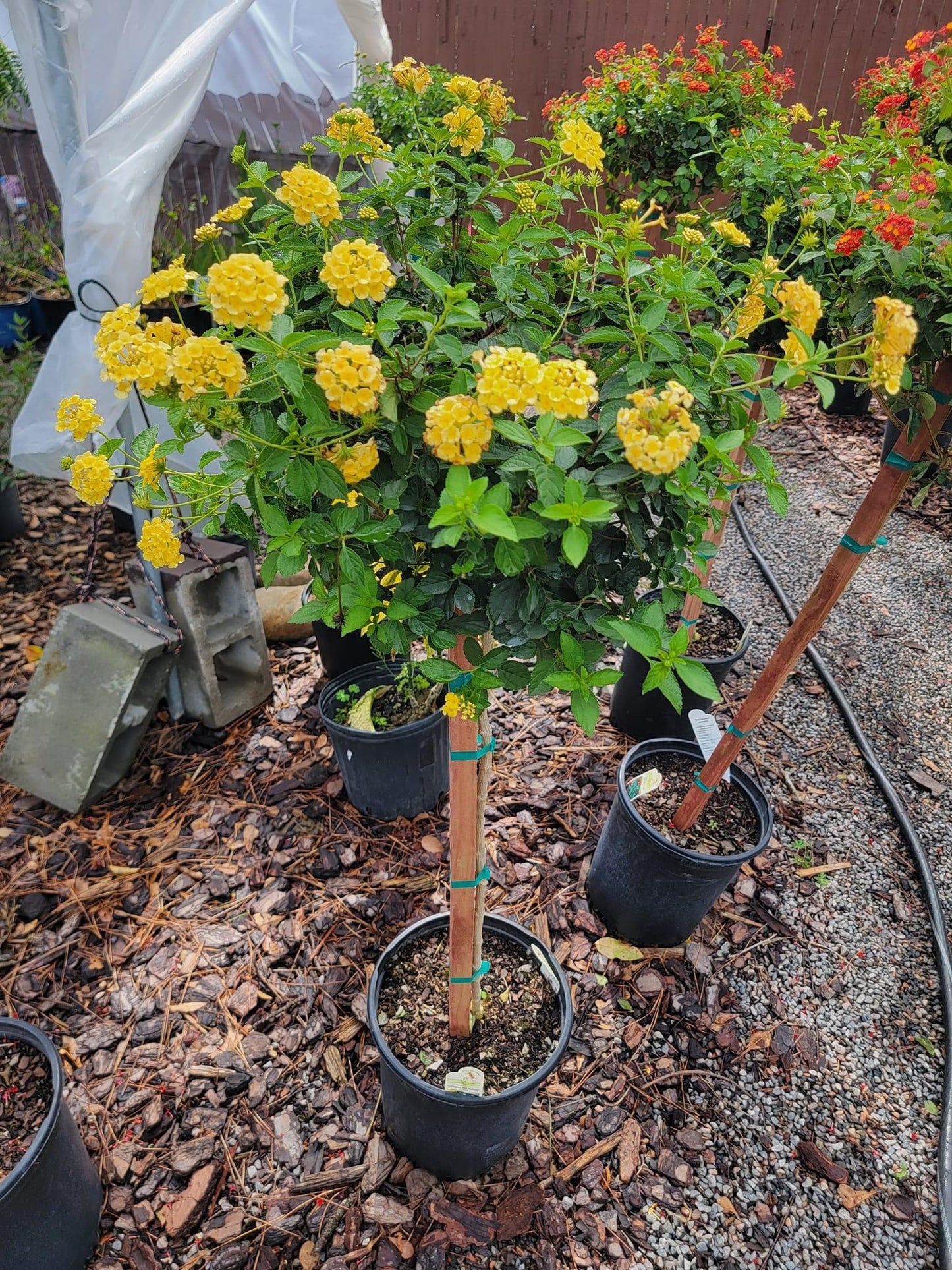 Lantana ‘Topiary Tree’