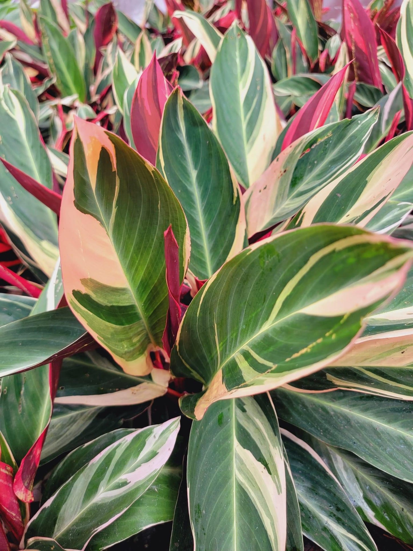 Stromanthe Triostar
