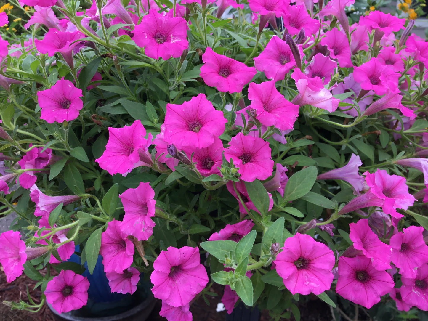 Petunias & Supertunia