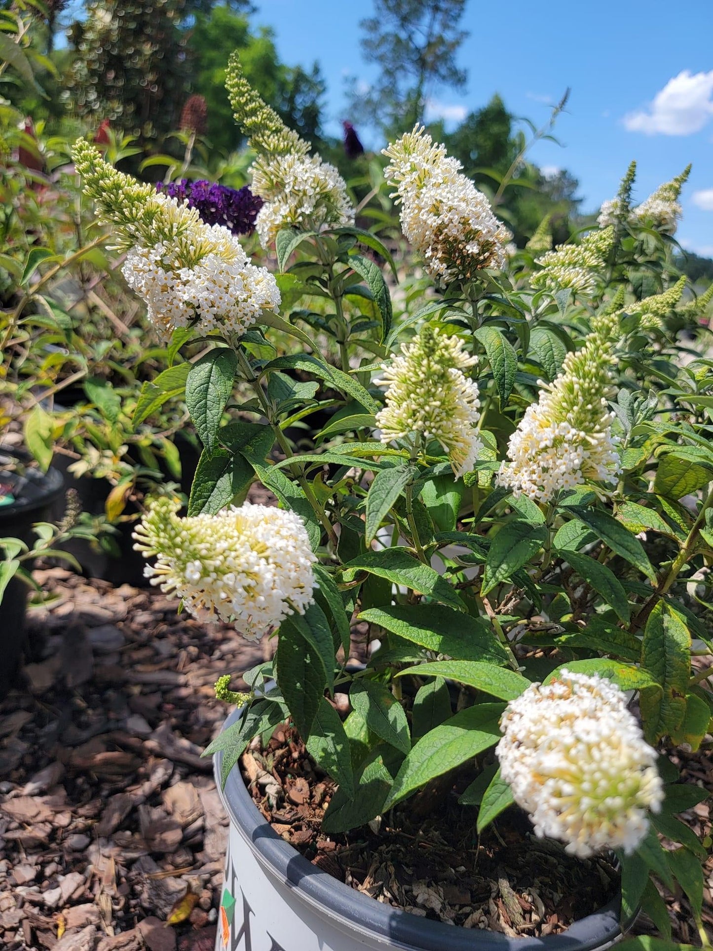 Ivory Butterfly Bush