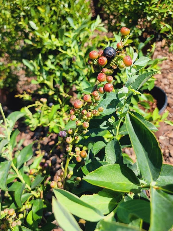 Blueberry Bush, Woodard