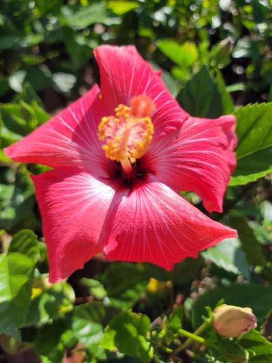 Tropical Hibiscus ‘rosa-sinensis’