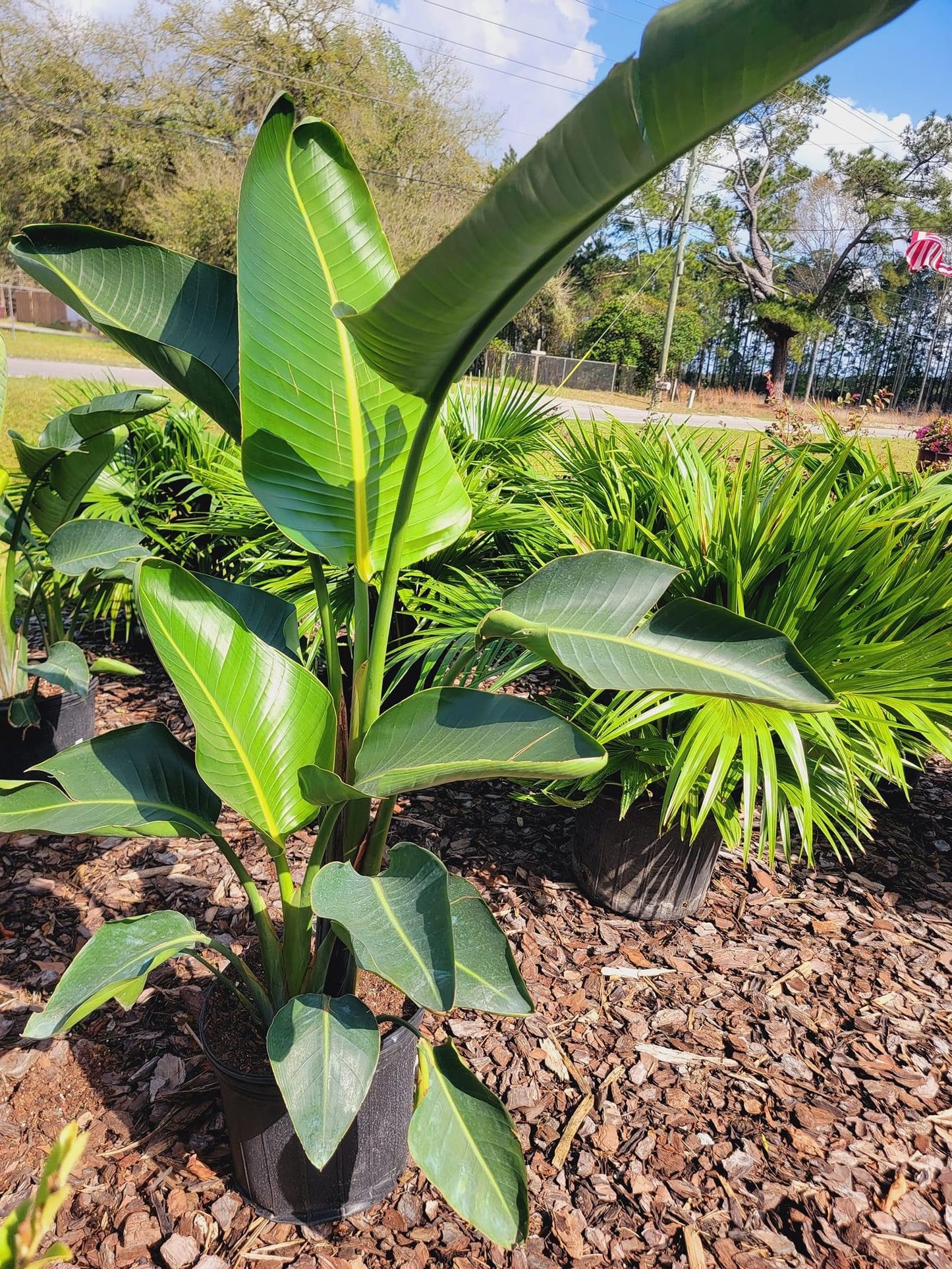 Bird Of Paradise