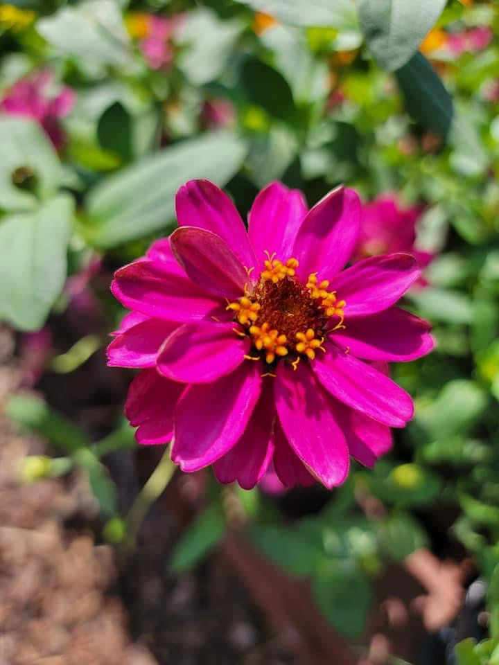 Zinnia