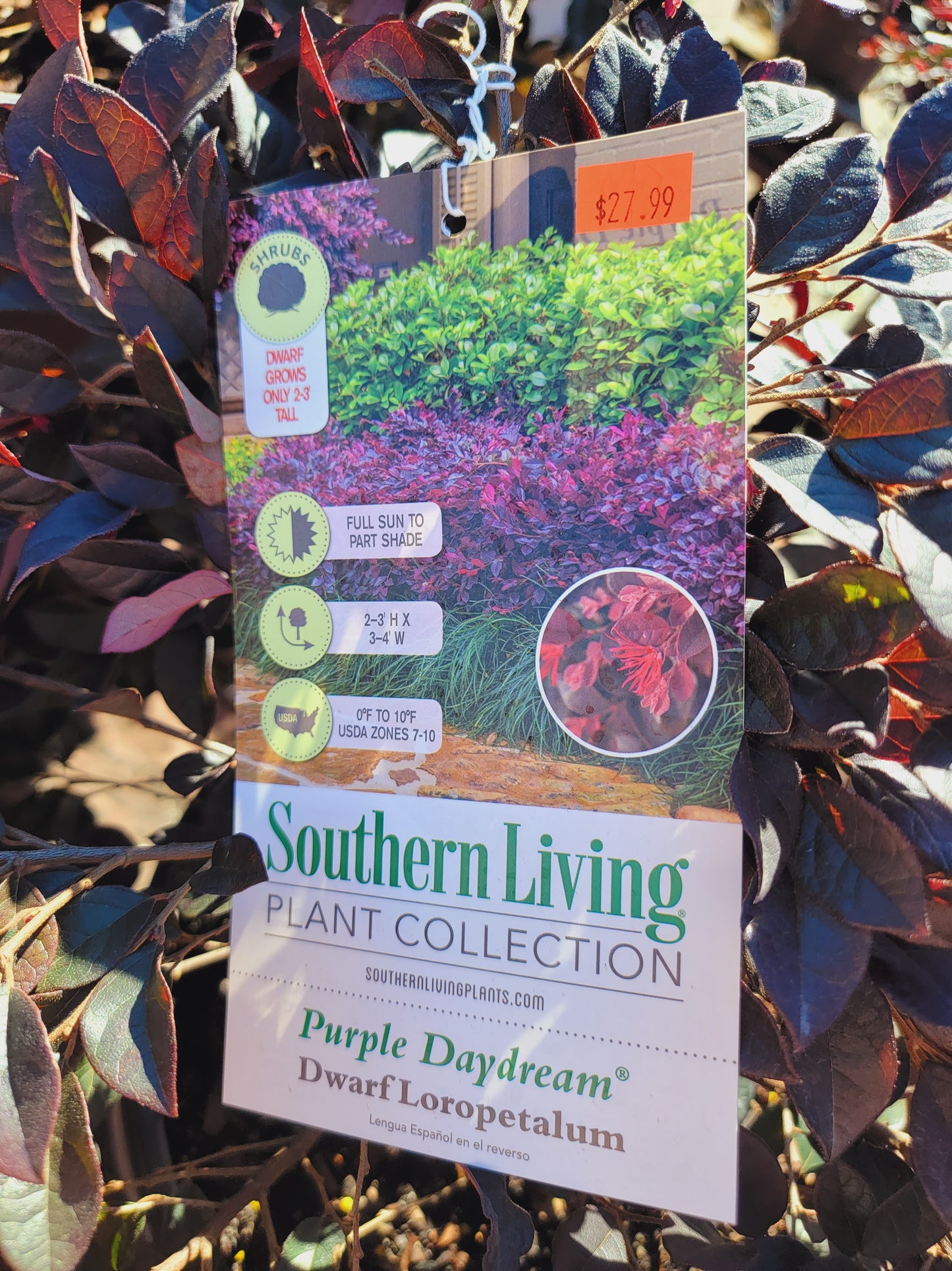 Loropetalum ‘Purple Daydream’