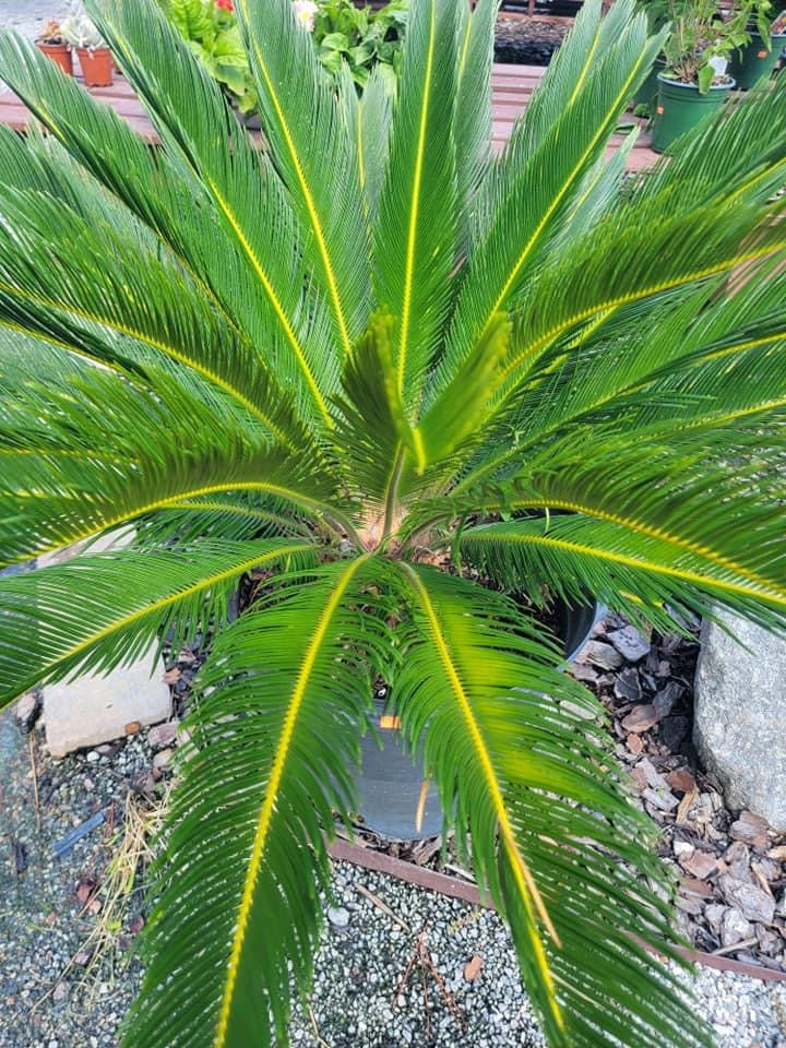 Sago Palm