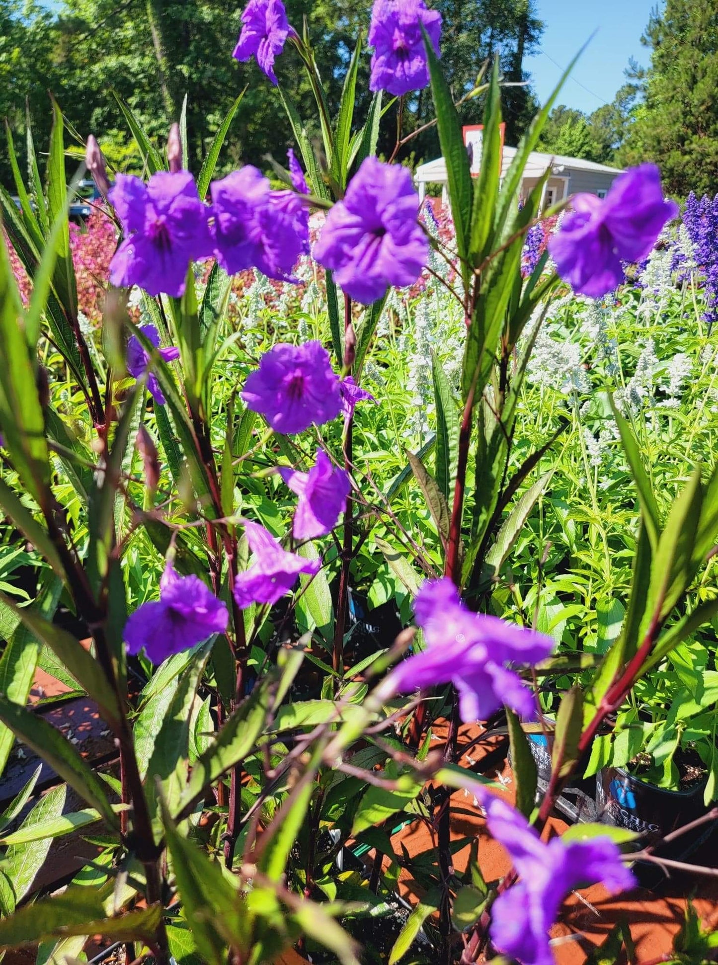 Ruellia Brittoniana ‘Mexican Petunia’