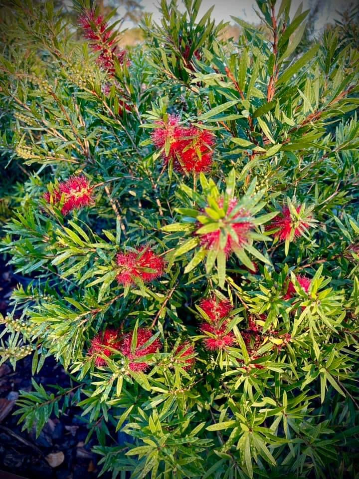 Bottlebrush