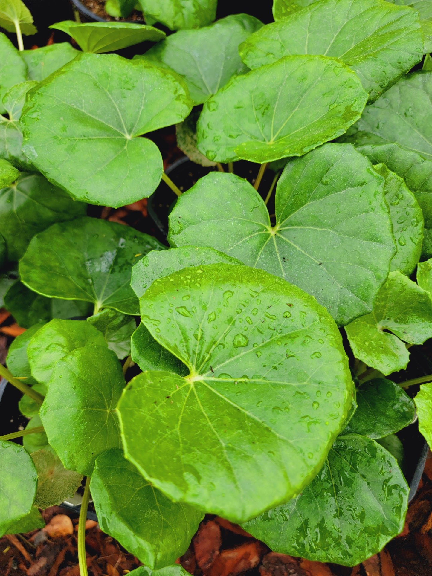 Tractor Seat Plant