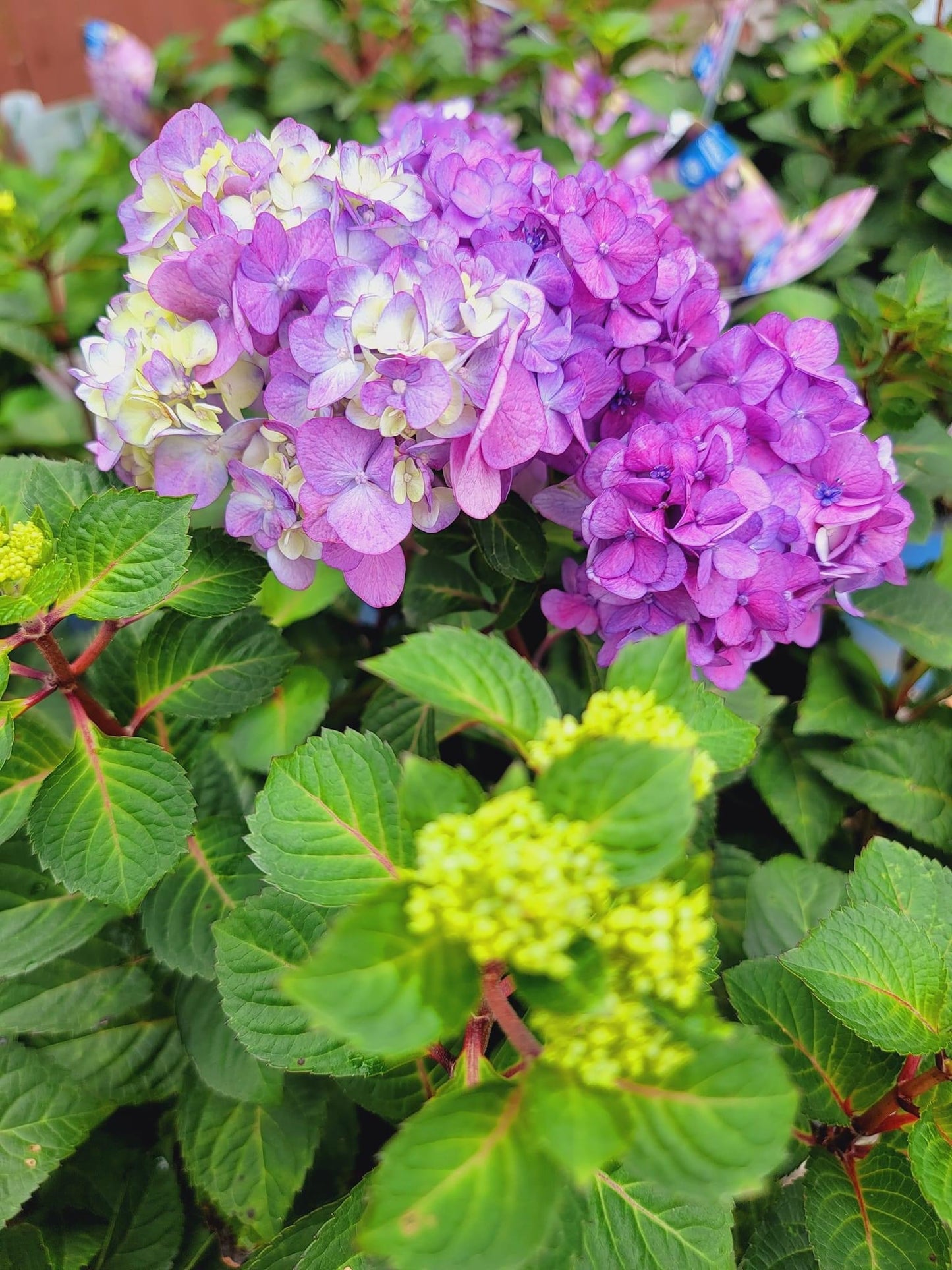 Hydrangea ‘BloomStruck’