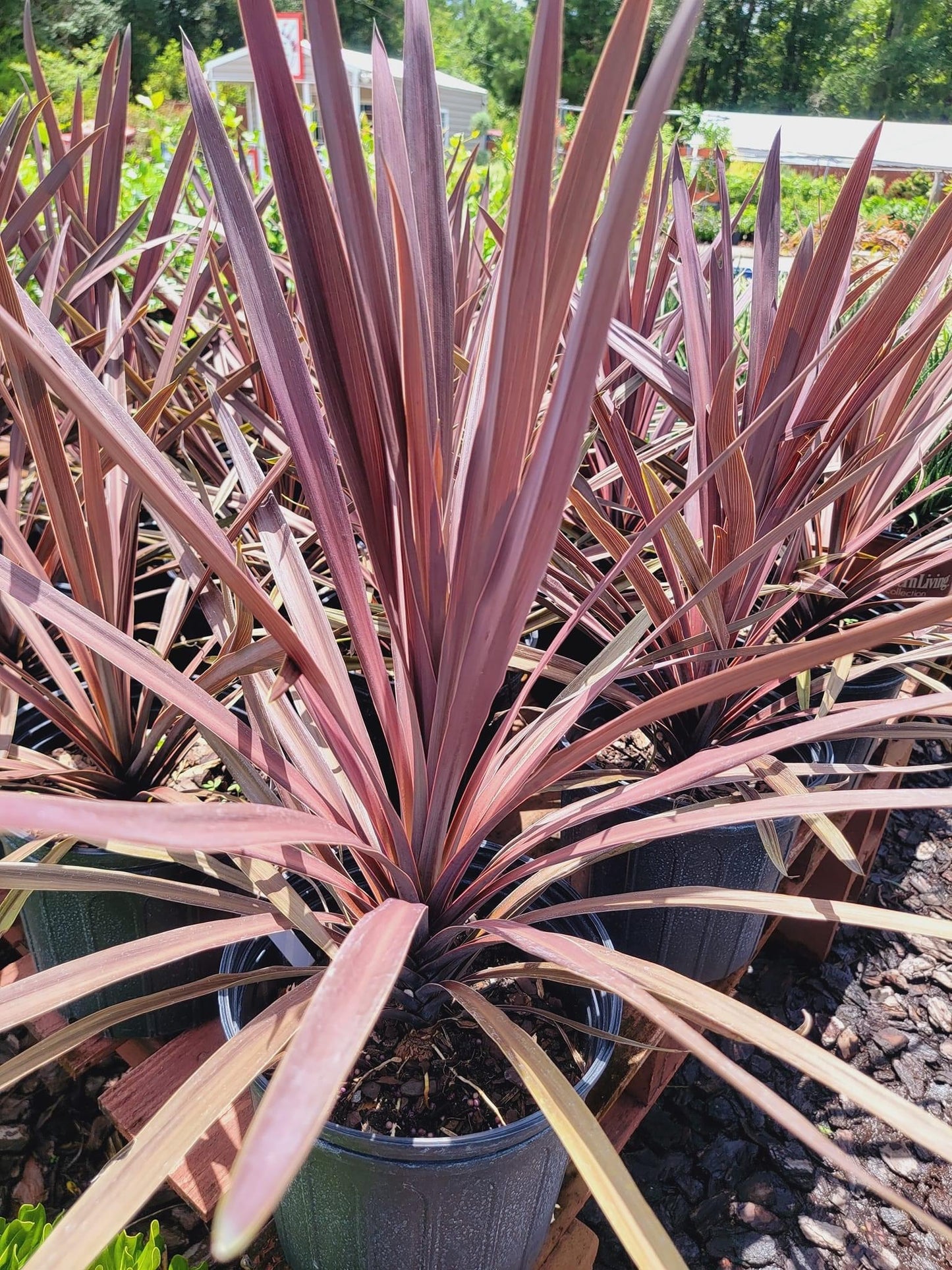 Red Star Cordyline