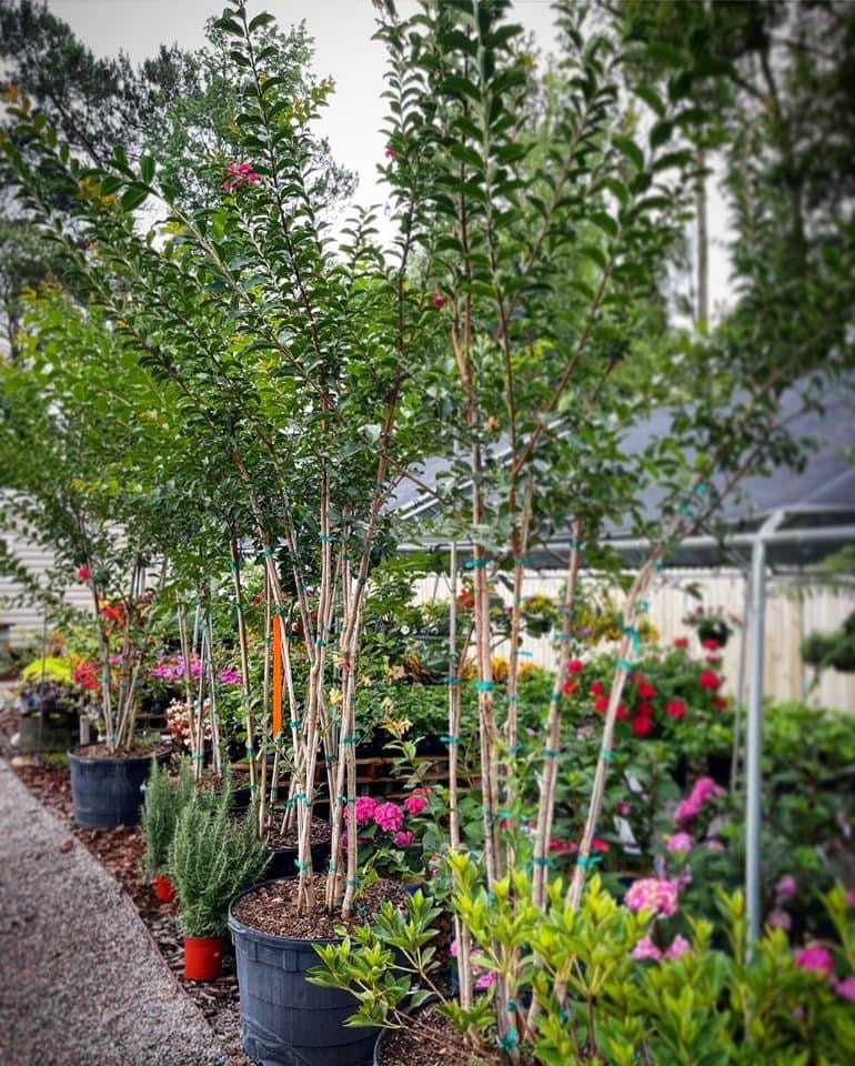 Crape Myrtle Trees