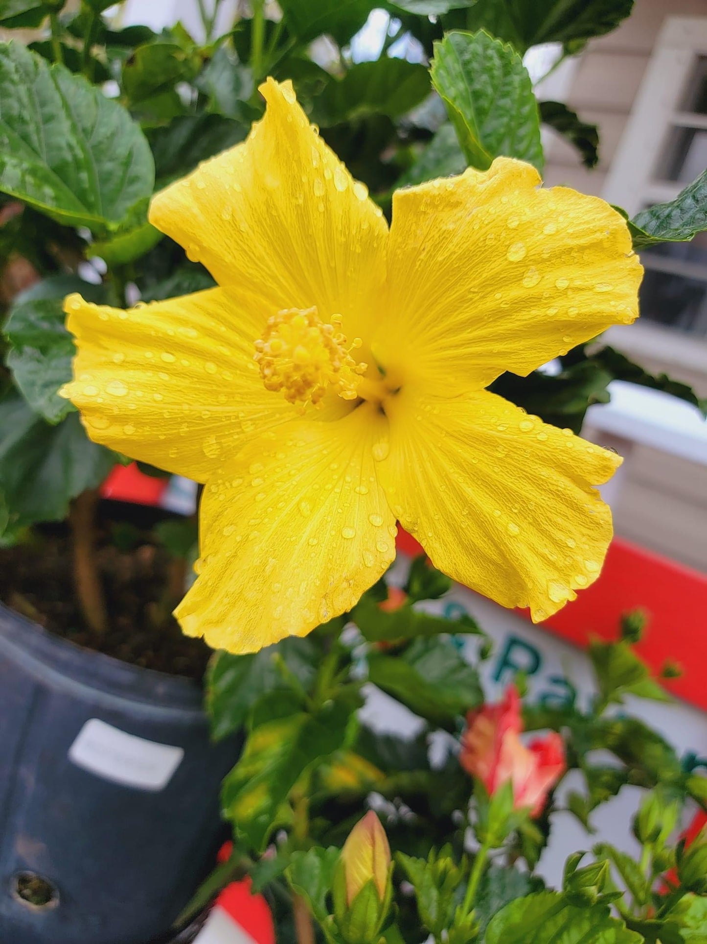 Tropical Hibiscus ‘rosa-sinensis’