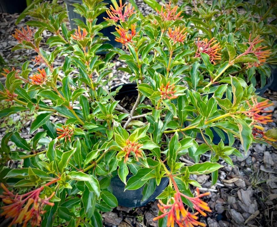 Hamelia Firebush