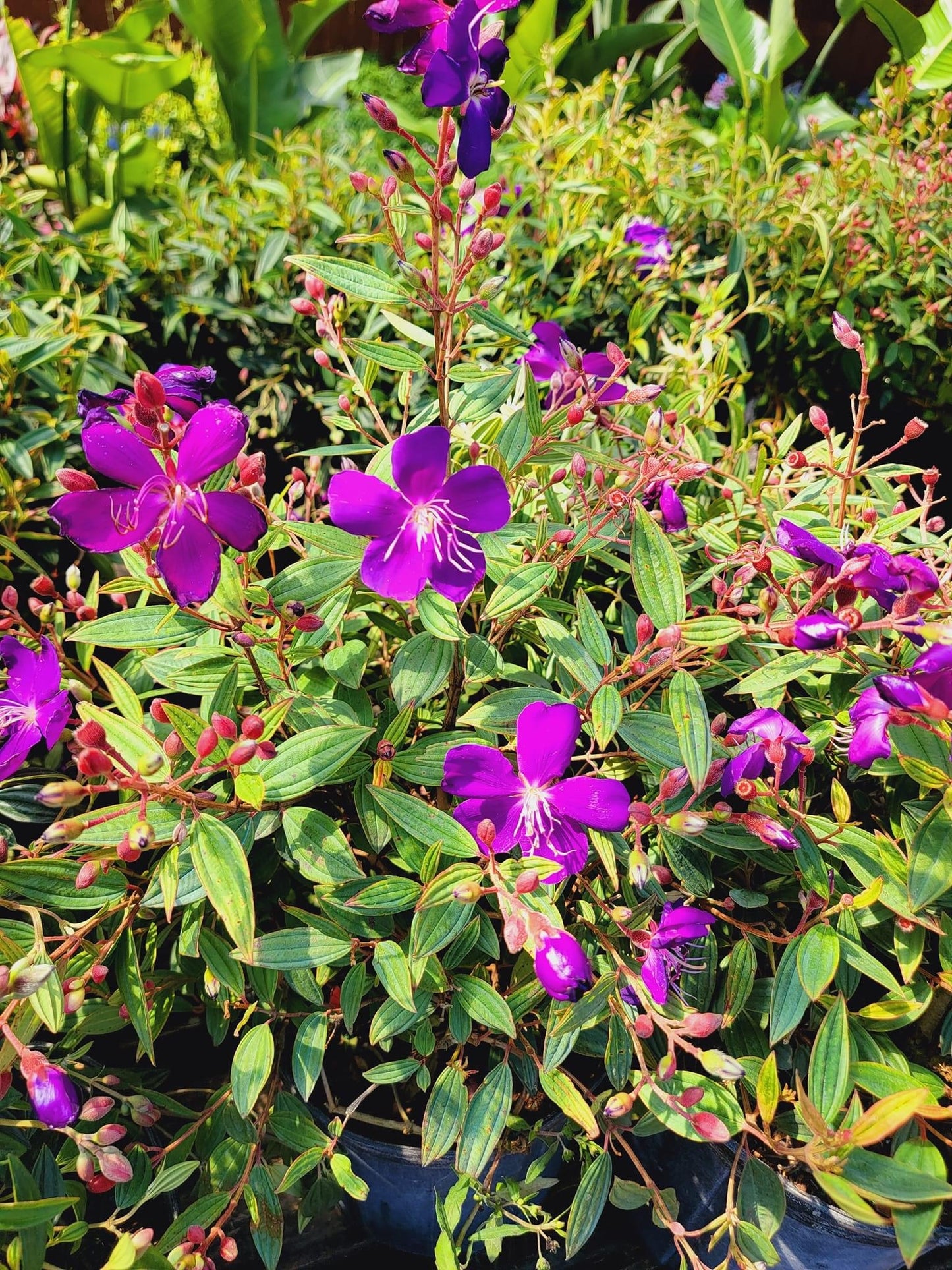 Tibouchina ‘ Princess Flower’
