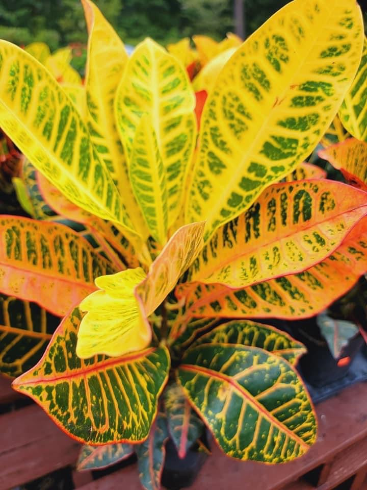 Croton Petra