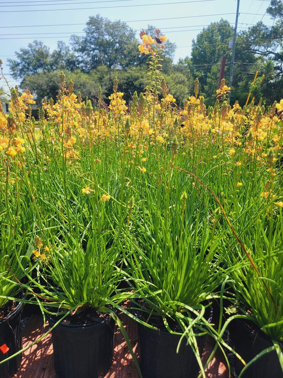 bulbine frutescens